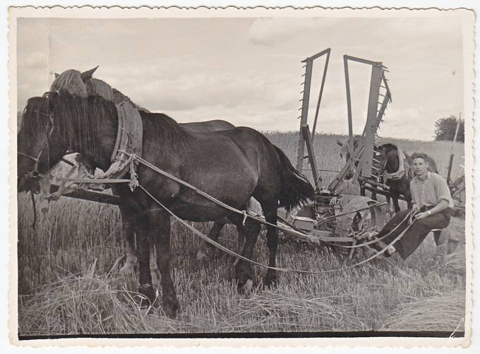 Juozapas Mikalajūnas pjauna žieminius kviečius, 1955 m. 